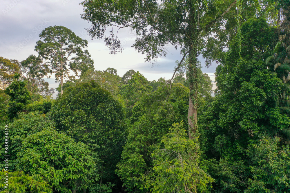 Aerial view of wild Borneo Rainforest or Rain Forest.