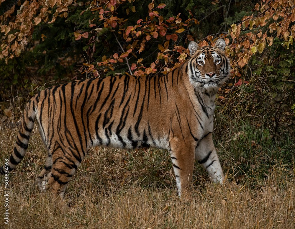 Fototapeta premium Tiger Hershey Triple D