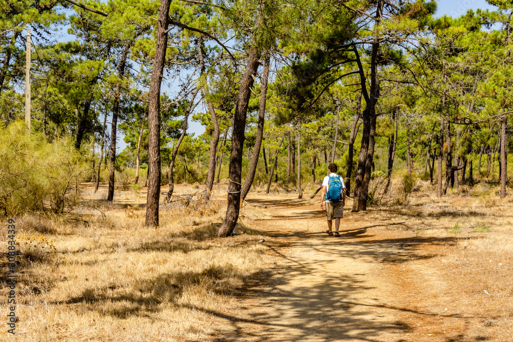 man hiking in a pine forest.