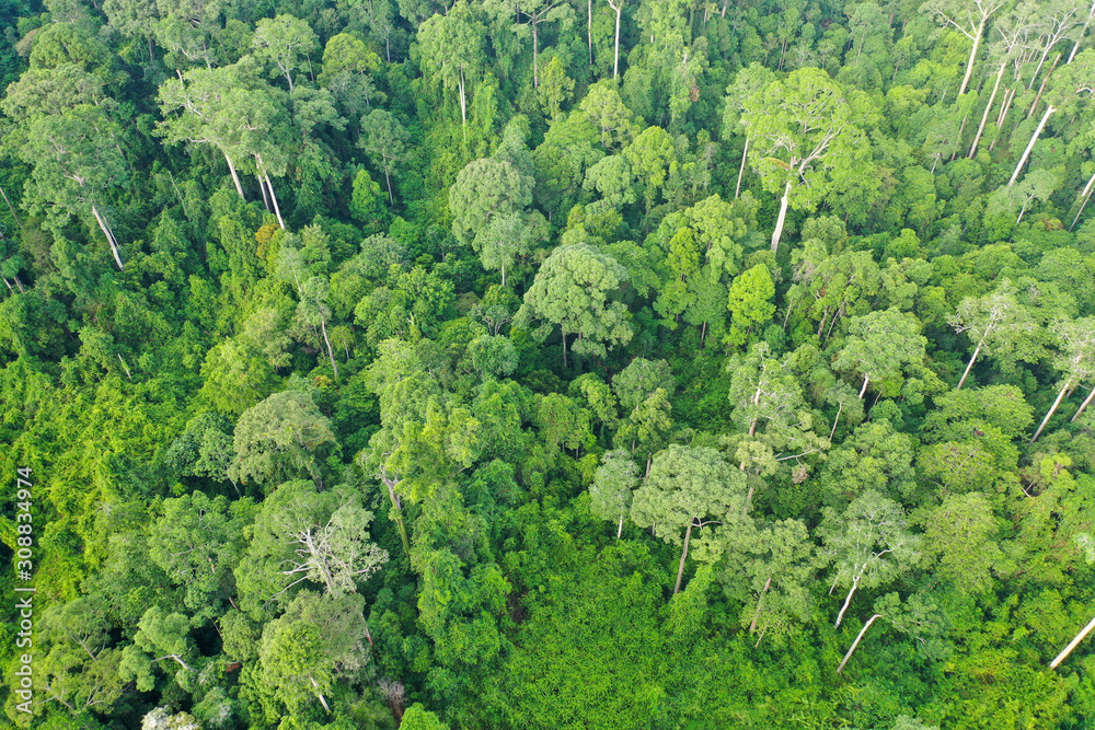 Aerial view of wild Borneo Rainforest or Rain Forest.