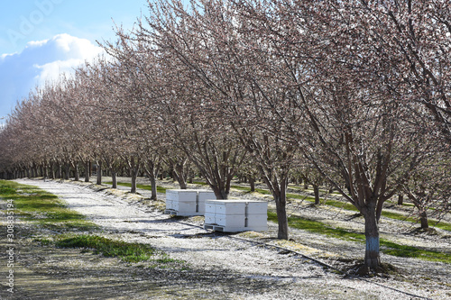 Canvastavla Almond Orchard in Bloom 6