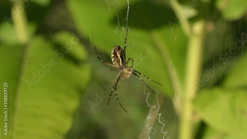 Striped spider caught striped prey.