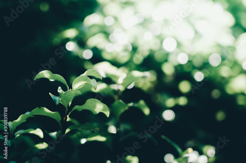 green leaves background; nature background