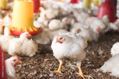 Farm for growing broiler chickens to the age of one and a half months