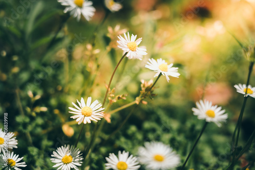 Chamomile field flowers background  nature background