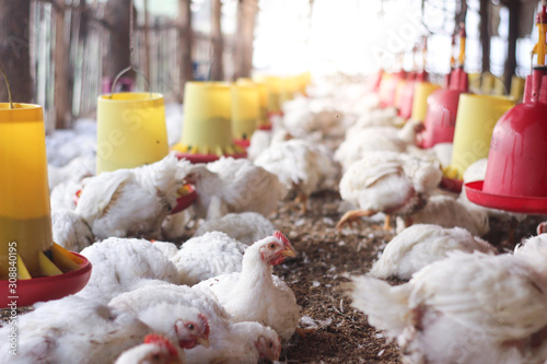 Farm for growing broiler chickens to the age of one and a half months