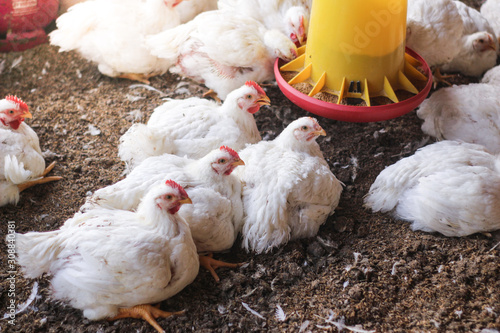 Farm for growing broiler chickens to the age of one and a half months