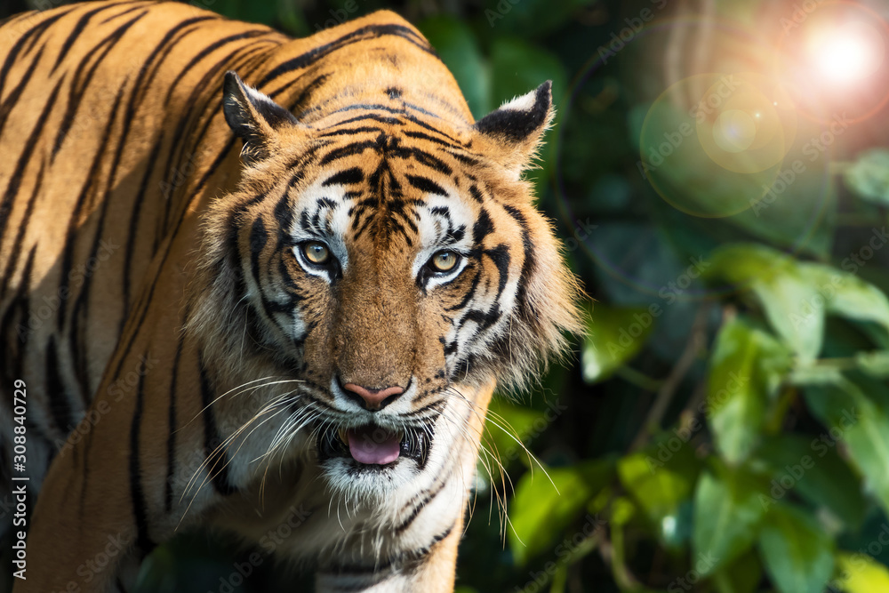 Fototapeta premium Zdjęcia tygrysa naturalnie.