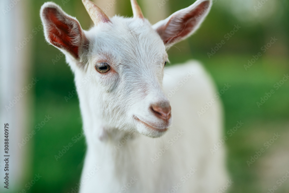 portrait of a goat