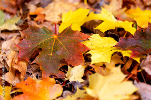 autumn leaves background