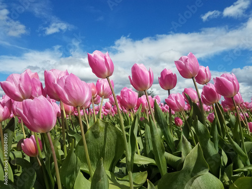 Tulip in the wind