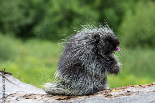 Fototapeta Naklejka Na Ścianę i Meble -  North American Porcupine
