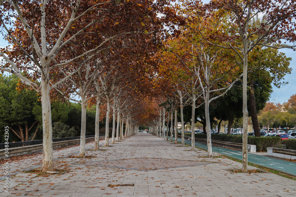 Naklejka premium Empty promenade with red leaves during autumn