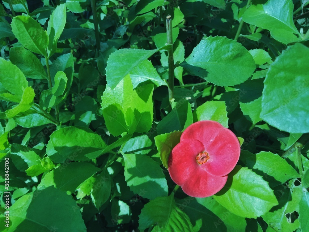 Red flowers in the middle of green leaves Red flowers in the middle of green leaves