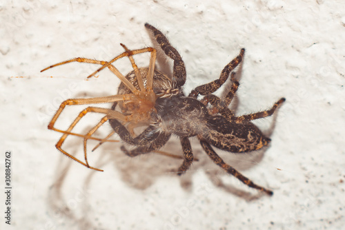 Jumping spider attack © Fernando