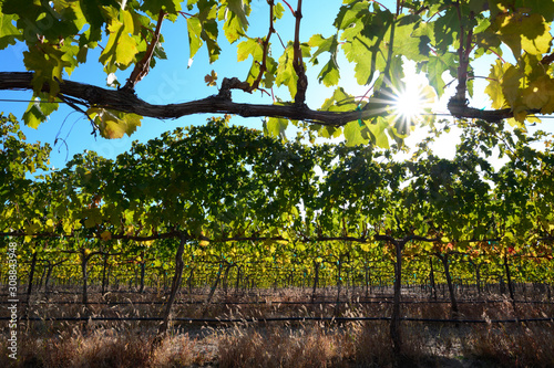 Vineyard at the beginning of fall during harvest season