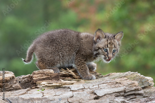 Young Bobcat 
