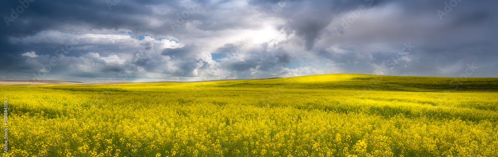 Yellow canola field in the palouse in the early spring Yellow canola field in the palouse in the early spring