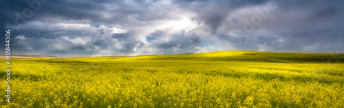 Yellow canola field in the palouse in the early spring