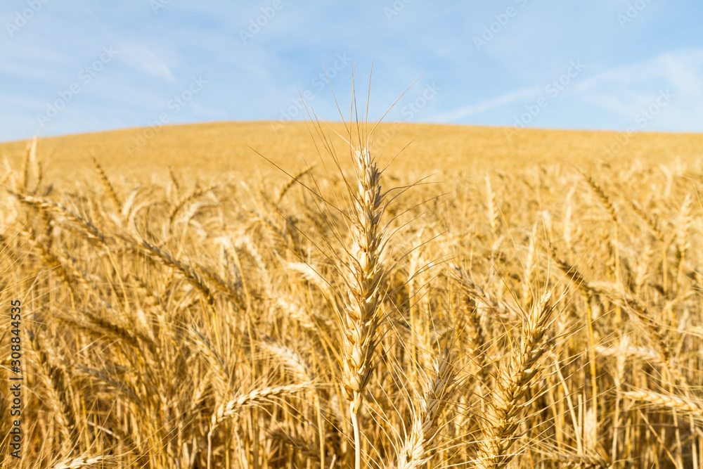 Ears of wheat detail. golden wheat field