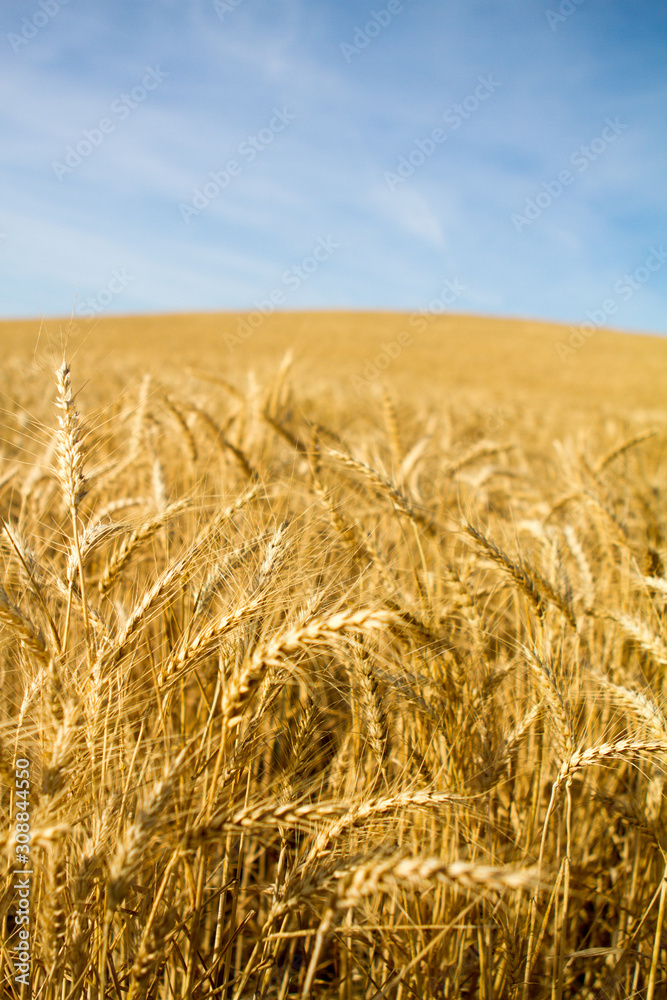Ears of wheat detail. golden wheat field
