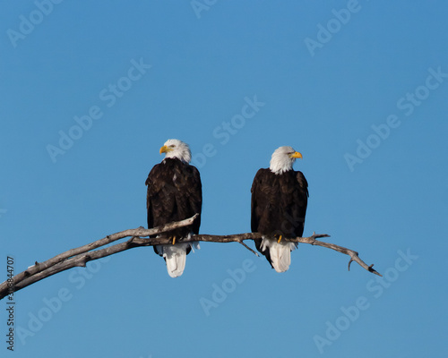 Bald Eagle Eyed Sentries Alert for Anything that Moves