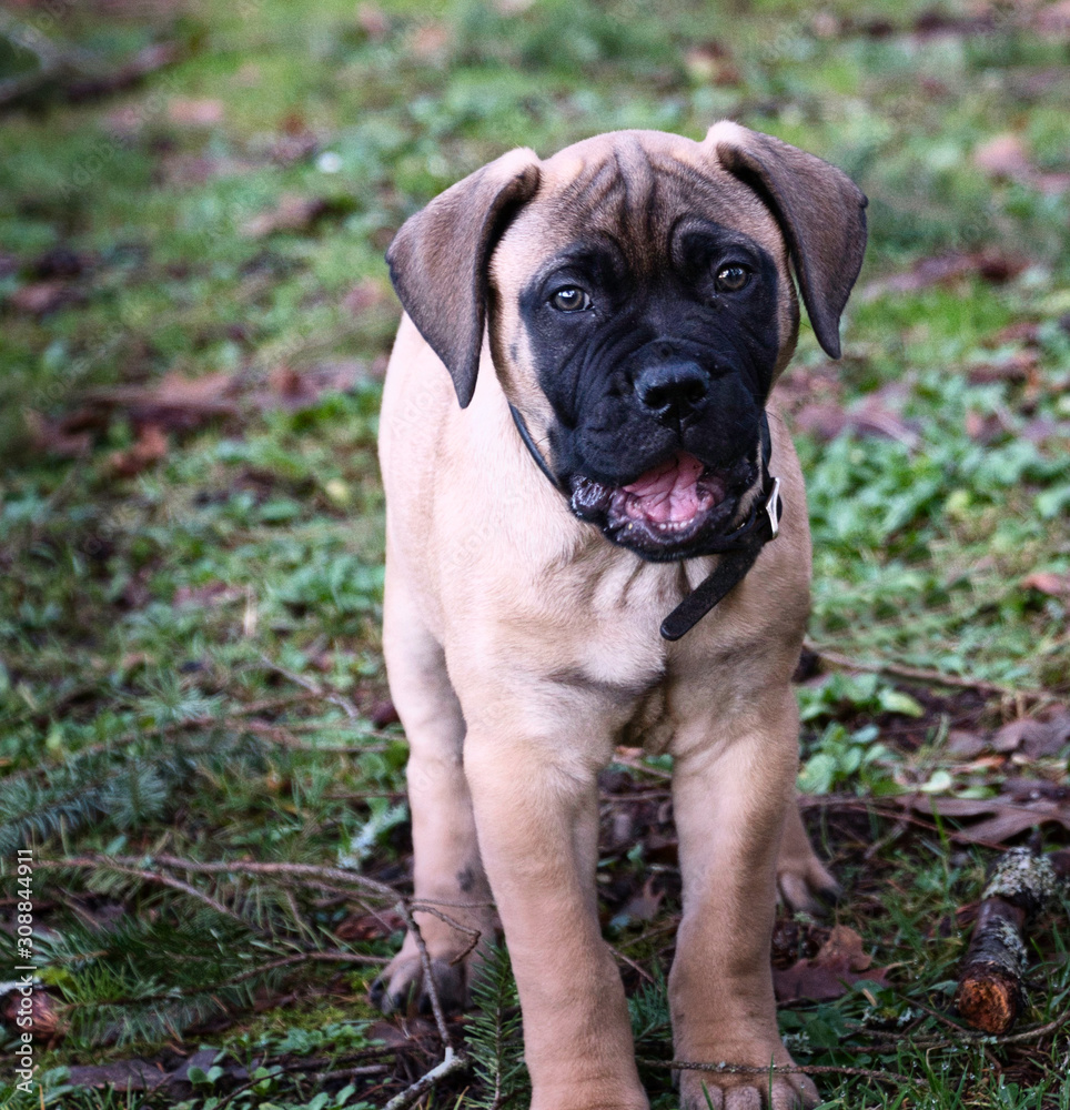 2019-01-11 BULL MASTIFF PUPPY ISOLATED WITH MOUTH OPEN