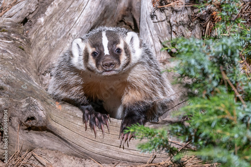 Badger in stump