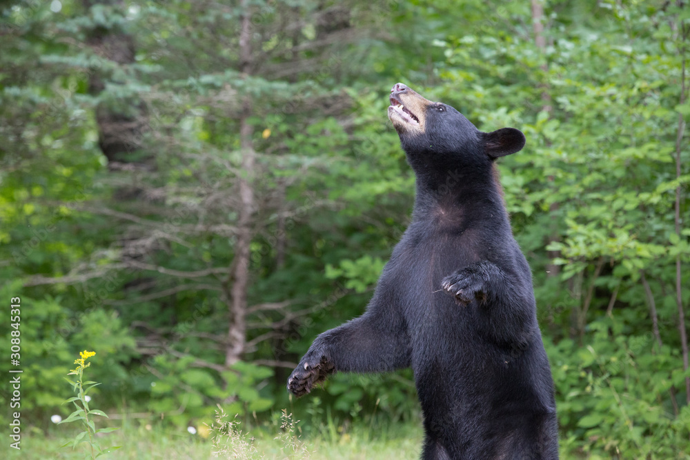 Standing bear 