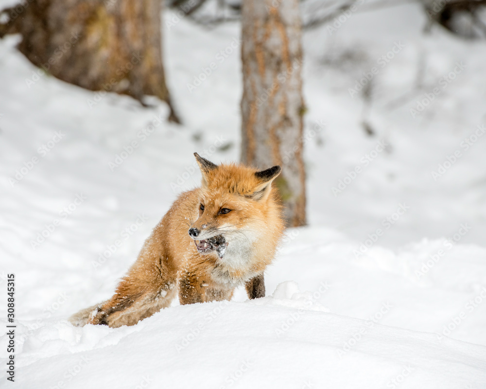 red fox in the snow red fox in the snow