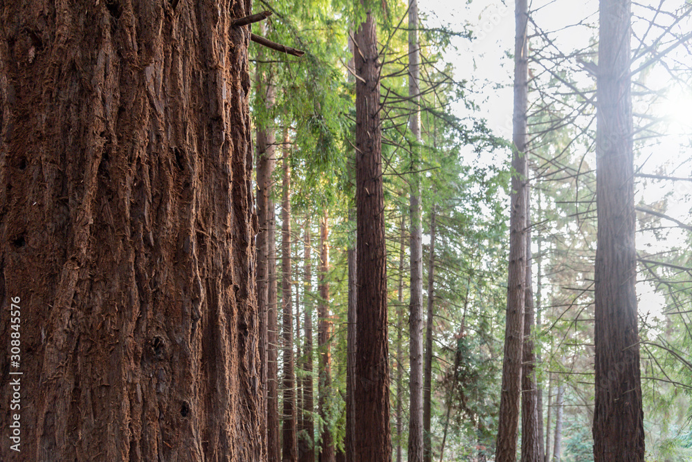 Fototapeta premium Tree bark mid section of evergreen trees