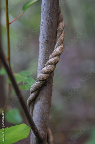 branch of a tree
