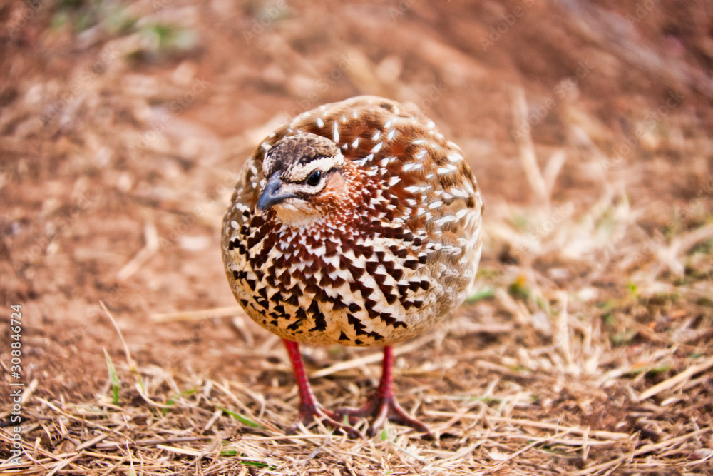 southern Africa birds southern Africa birds