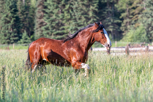 Canvas Print Clydesdale