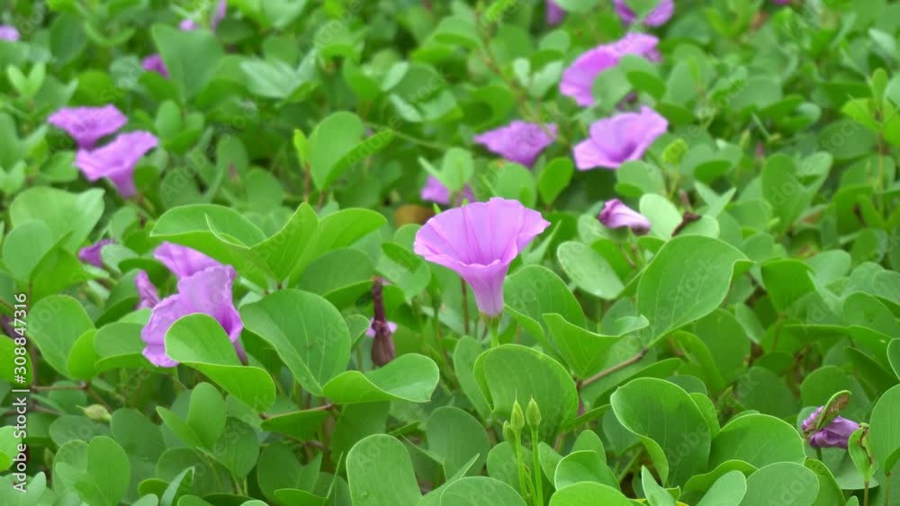 Morning Glory flowers on the beach Morning Glory flowers on the beach