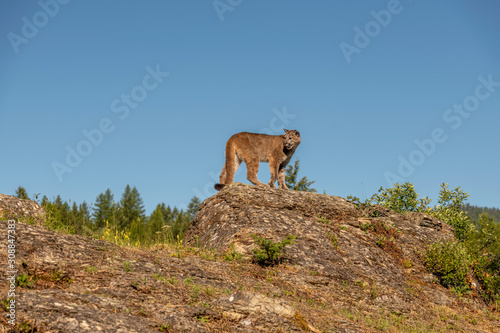 Lion on rock