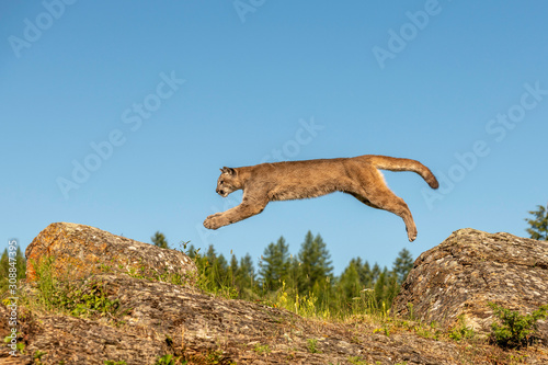 lion jumping