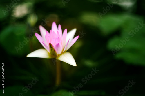 In the early morning glimmer  a pink lotus flower is about to stand upright.