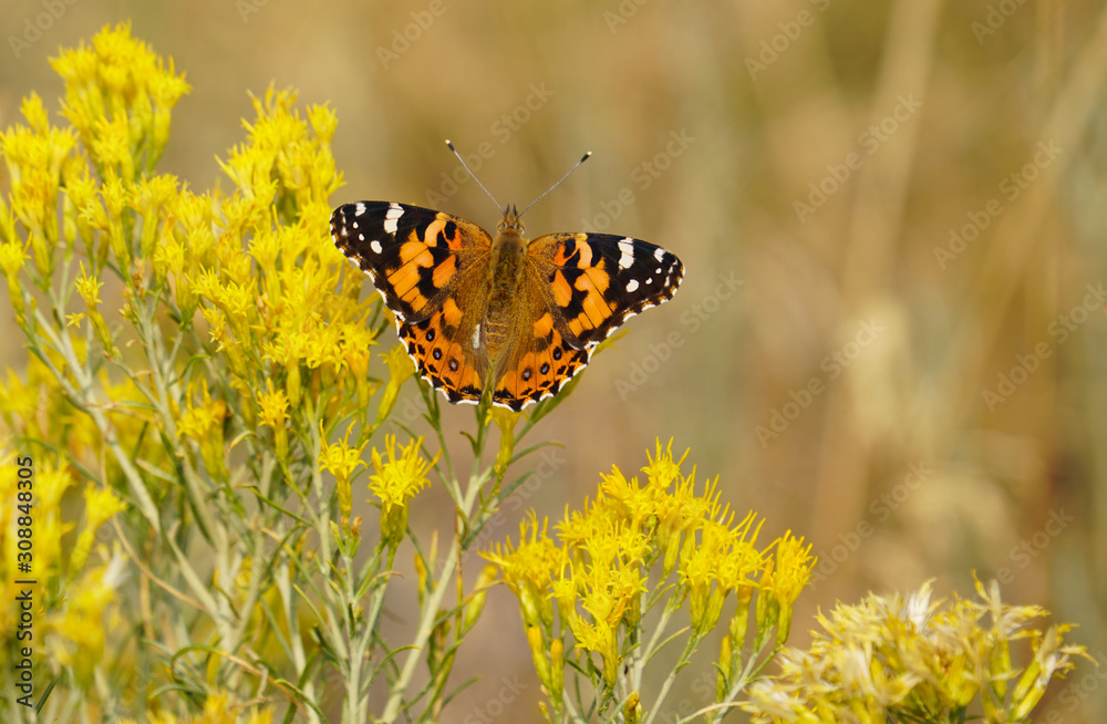 A Monarch Butterfly enjoys the sweet pollen of beautiful yellow wildflowers in a mountain meadow. A Monarch Butterfly enjoys the sweet pollen of beautiful yellow wildflowers in a mountain meadow.