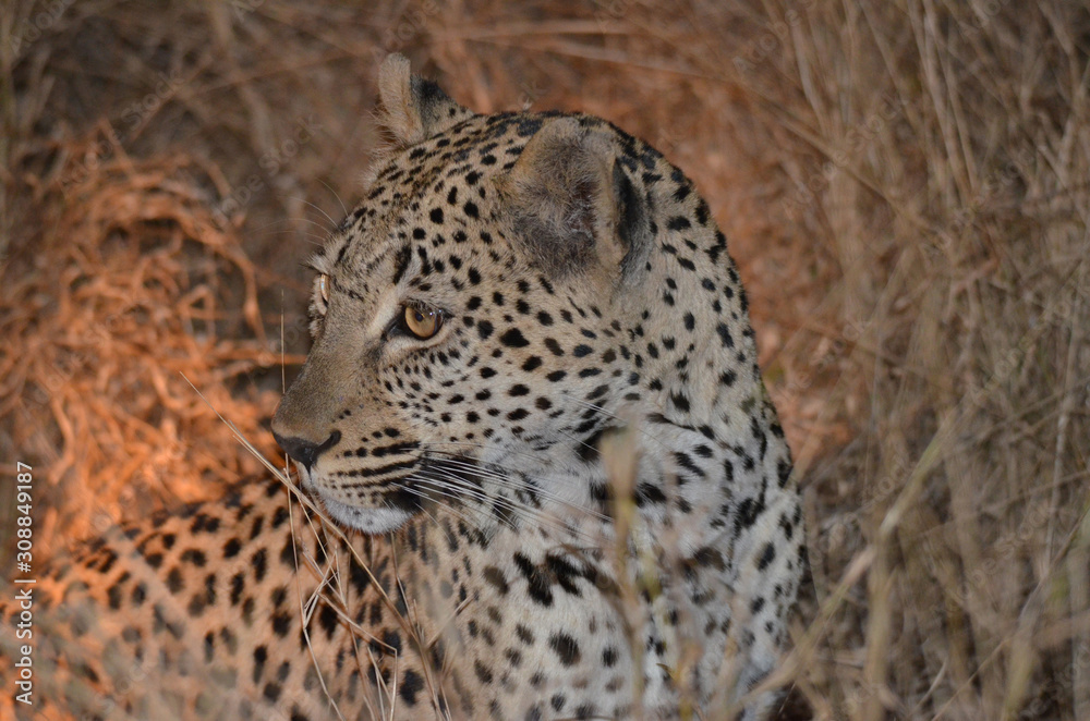 A leopard in long grass at Kruger Park, South Africa A leopard in long grass at Kruger Park, South Africa