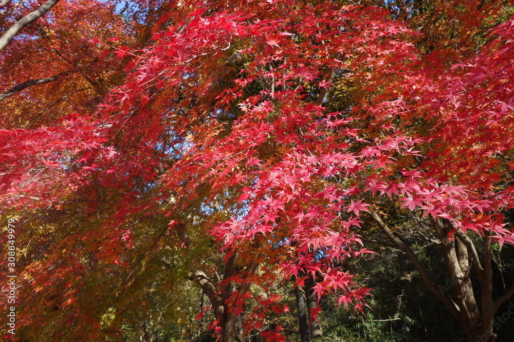 冬の東京の紅葉 冬の東京の紅葉