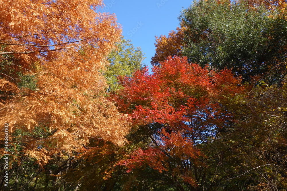冬の東京の紅葉 冬の東京の紅葉