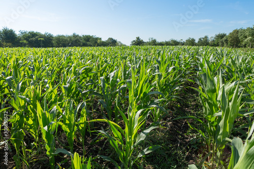 Fotografia Beautiful cornfields on  blue sky background