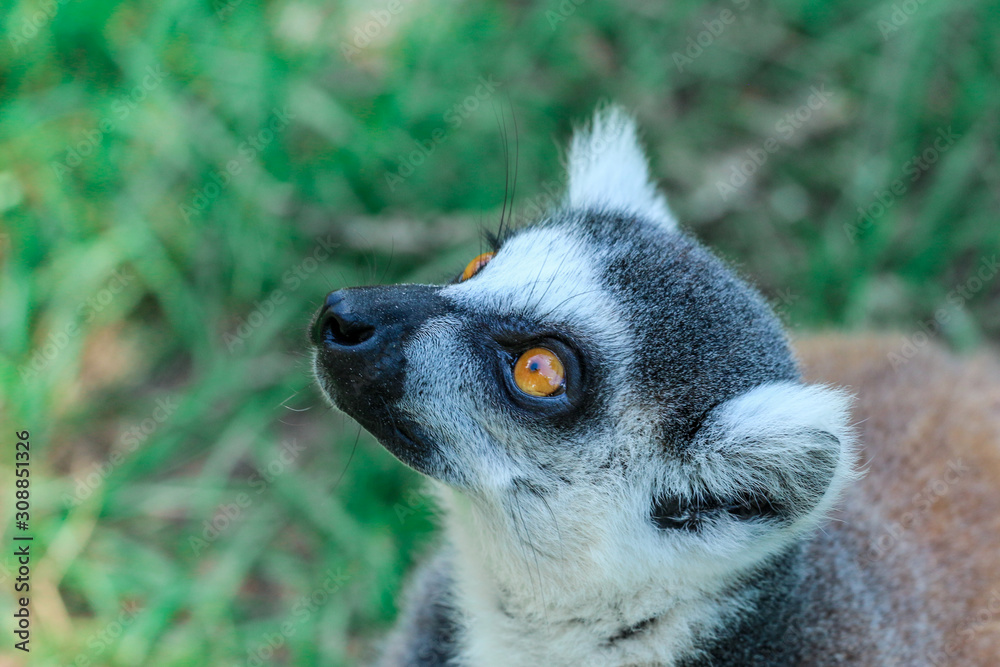 Ring Tailed Lemur Portrait 
