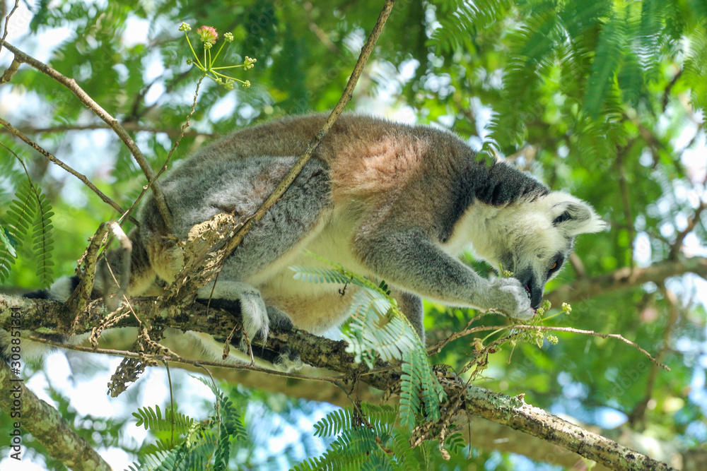 Obraz premium Ring Tail Lemur in a Tree