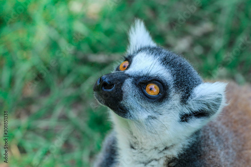 ring tailed lemur
