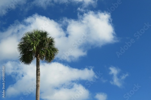 Palm tree against blue sky and beautiful fluffy clouds in Florida nature