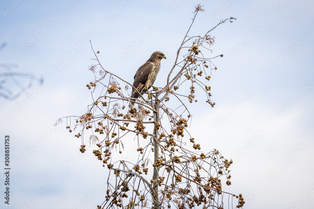 Red Shouldered Hawk 08 Red Shouldered Hawk 08