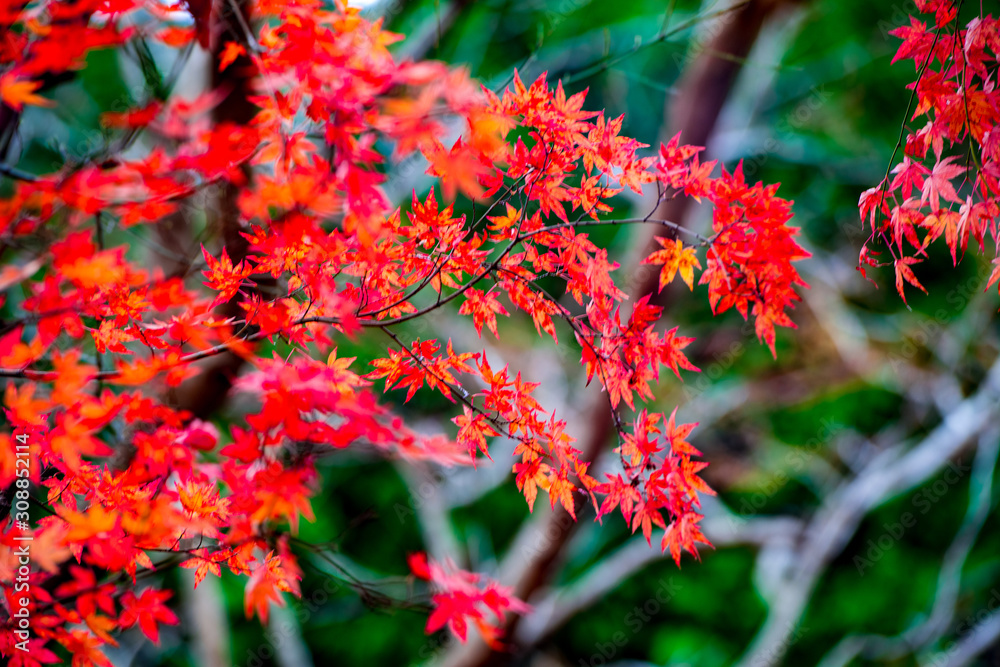 鶴見岳山麓公園のモミジ