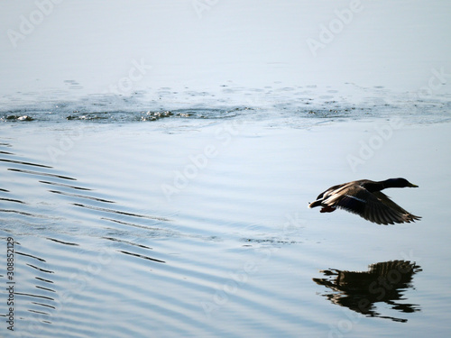 Eine Ente im Tiefflug über das Wasser